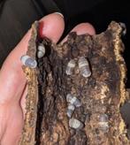 Cubaris sp. Panda King, Dieren en Toebehoren, Insecten en Spinnen, Overige soorten