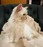 Ragdoll kittens, Meerdere dieren, Gechipt, 0 tot 2 jaar