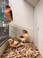 Harlekijn kanarie, Dieren en Toebehoren, Meerdere dieren, Kleurkanarie