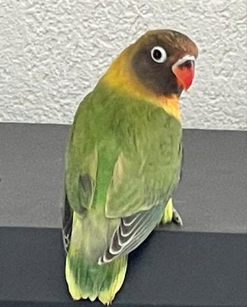 Gezonde Lieve Agapornis Dwergpapegaai Eventueel met kooi beschikbaar voor biedingen