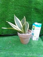 Kleinblijvende Sanseveria of Sansevieria in terracotta pot, Ophalen, Overige soorten, Minder dan 100 cm