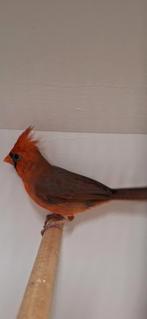 Tk mooi rode kardinaal man geringd 2024 zit koud, Dieren en Toebehoren, Vogels | Overige Vogels, Mannelijk, Tropenvogel, Geringd