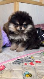 Pomeriaan | Pomeranian | Puppy | Teefje | Stamboom | Beertje, Dieren en Toebehoren, Honden | Poolhonden, Keeshonden en Oertypen