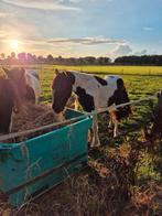 Grijp je kans nu er nog plek is waar je paard op nr 1 staat, Dieren en Toebehoren, Stalling en Weidegang, Stalling