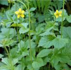 Geum urbanum - Geel Nagelkruid - Inheems, Tuin en Terras, Ophalen of Verzenden, Voorjaar, Volle zon, Zaad