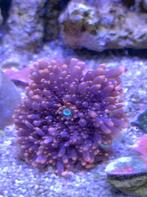 Ricordea Yuma, Dieren en Toebehoren, Ophalen, Plant(en), Steen of Hout