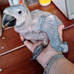 2x tamme babyara te koop blauwgeel, Dieren en Toebehoren, Meerdere dieren, Papegaai, Tam