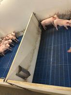 Hokinrichting voor biggen [504], Dieren en Toebehoren, Stalling en Weidegang, Boekhorst Trading, Info@boekhorsttrading.com, Singel 16, Horssen
