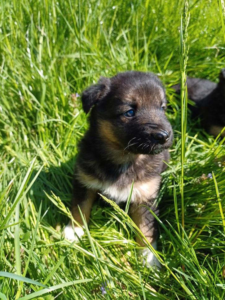 schitterende pups kruising Border Collie Oud Duitse Herder, Dieren en Toebehoren, Honden | Herdershonden en Veedrijvers, Meerdere dieren