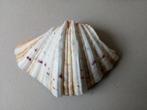 Schelp/Doopvondschelp.Decoratie., Ophalen of Verzenden