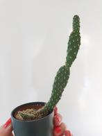 Free Opuntia cactus in 6 cm pot, Huis en Inrichting, Kamerplanten, Ophalen, Cactus, Volle zon, Minder dan 100 cm
