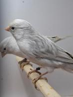 Agaat opaal witte kanaries koppel man en pop, Dieren en Toebehoren, Vogels | Kanaries, Meerdere dieren, Kleurkanarie