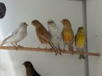 Diverse kanaries, Meerdere dieren