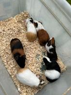 Jonge cavia’s, Dieren en Toebehoren, Knaagdieren, Meerdere dieren, Cavia, Na 1 juli 2024, Tam