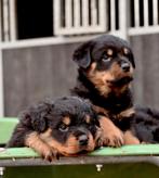 Prachtige raszuivere rottweiler pups te koop, Dieren en Toebehoren, Honden | Herdershonden en Veedrijvers, Overige rassen, 8 tot 15 weken