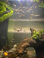 Guppy’s, Dieren en Toebehoren, Vis