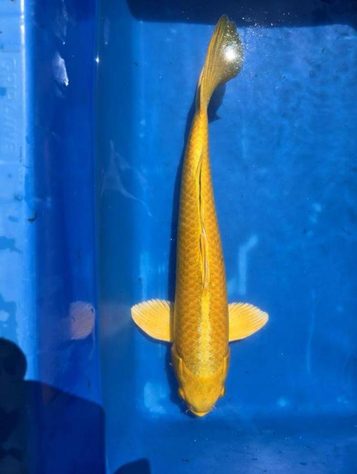 Japanse Koi Yamabuki, Dieren en Toebehoren, Vissen | Vijvervissen