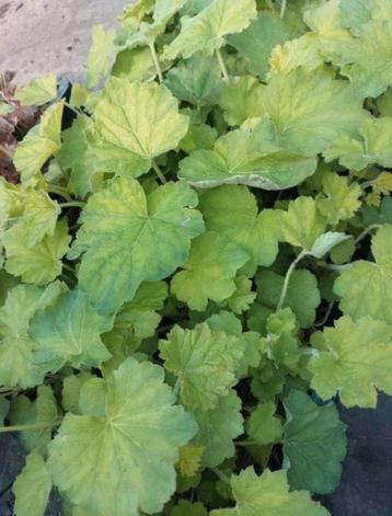 Heuchera villosa macrorrhiza  beschikbaar voor biedingen