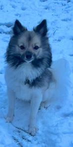 Hond Japansepitz x Wolfspitz, België, Particulier, Keeshond, 15 weken tot 1 jaar