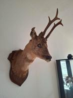 2 reekoppen ENORM gewei taxidermie opgezette ree hert, Verzamelen, Dierenverzamelingen, Ophalen of Verzenden, Gebruikt, Hert, Gewei of Kop