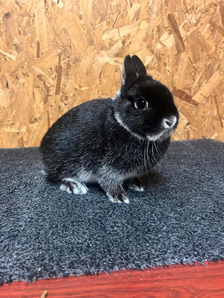 Kleurdwerg Zilvervos Zwart (Vrouw Jong) - Dwergkonijn, Dieren en Toebehoren, Konijnen, Dwerg, Vrouwelijk, 0 tot 2 jaar