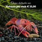 Jonge Cherax volcano kreeften  € 7,00