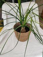 Kamerplanten: Dracaena/Olifantspoot/Citroen geranium/Cactus, Huis en Inrichting, Ophalen, Overige soorten, Halfschaduw, Minder dan 100 cm