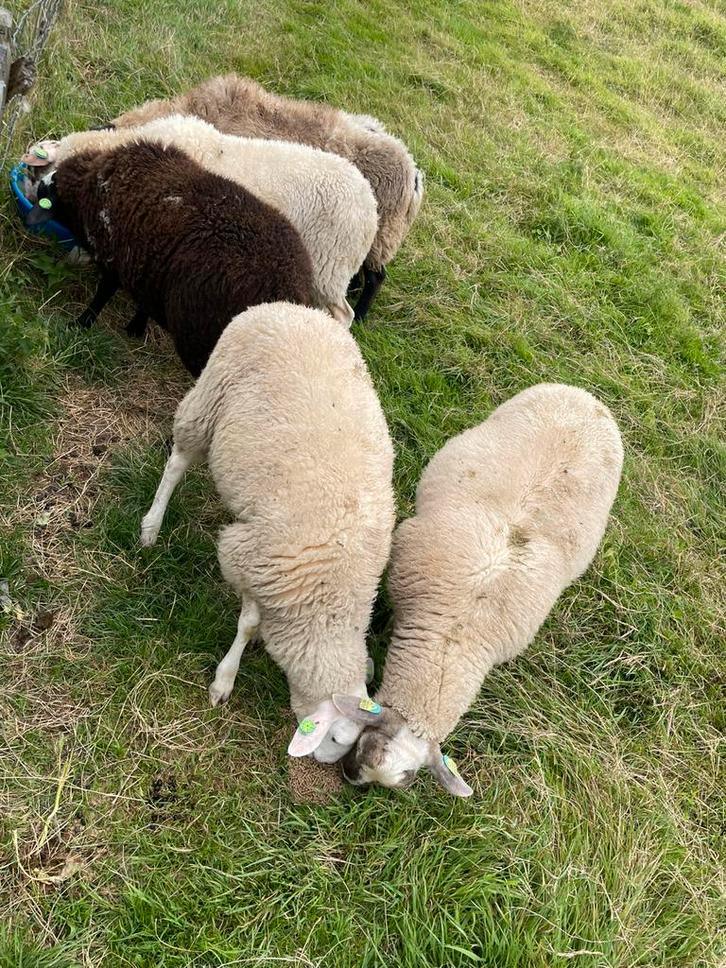 5 ( dek ) rammen schoonebeekers en kruislingen, Dieren en Toebehoren, Schapen, Geiten en Varkens, Schaap, Mannelijk, 0 tot 2 jaar