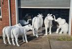 Beeld koe, polyester geit, varken, lammetje, beeld kalf, Tuin en Terras, Ophalen, Nieuw, Kunststof, Dierenbeeld