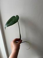 Rooted Monstera Cutting/Wortelende Monstera Stek, Ophalen, Overige soorten, Minder dan 100 cm