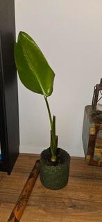 Strelitzia, Groene kamerplant, Ophalen, Halfschaduw