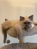 Ragdoll Blue Point kitten poesje te koop, Poes, Met stamboom