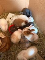 10 konijntjes tekoop,bijna 5 wk, Dieren en Toebehoren, Konijnen, Meerdere dieren