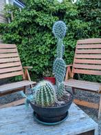 cactus in pot, Huis en Inrichting, Kamerplanten, Cactus, Minder dan 100 cm, Halfschaduw, In pot