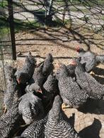 Amrock hennen 3,5mnd groot soort, Dieren en Toebehoren, Pluimvee, Vrouwelijk, Kip