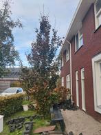 2x zuilbeuk boom, Tuin en Terras, Planten | Bomen, Ophalen, Volle zon, Overige soorten, Minder dan 100 cm