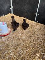 Usa zijdehoen kippen, Dieren en Toebehoren, Meerdere dieren, Kip