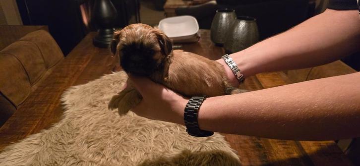 Mooie shih tzu x  boomer pups, Dieren en Toebehoren, Honden | Chihuahua's en Gezelschapshonden, Meerdere dieren, Overige rassen