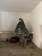 Doffer/duif, Dieren en Toebehoren, Mannelijk