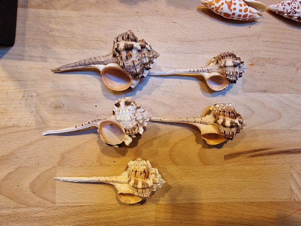 Mooie Murex Haustellum schelpen 1.00 per stuk, Verzamelen, Ophalen of Verzenden