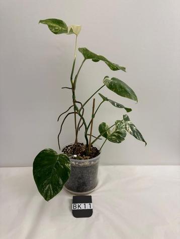 Kamerplant Monstera Variegata beschikbaar voor biedingen