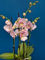 Orchidee Phalaenopsis Special p12 (7)