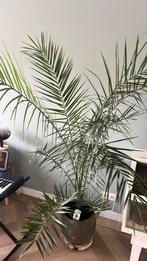 Palm met groen bruine pot, Huis en Inrichting, Kamerplanten, Ophalen, Palm, Halfschaduw, In pot