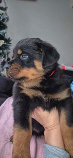 Rottweiler puppys ., Dieren en Toebehoren, Honden | Bulldogs, Pinschers en Molossers, Rabiës (hondsdolheid), 8 tot 15 weken, Meerdere