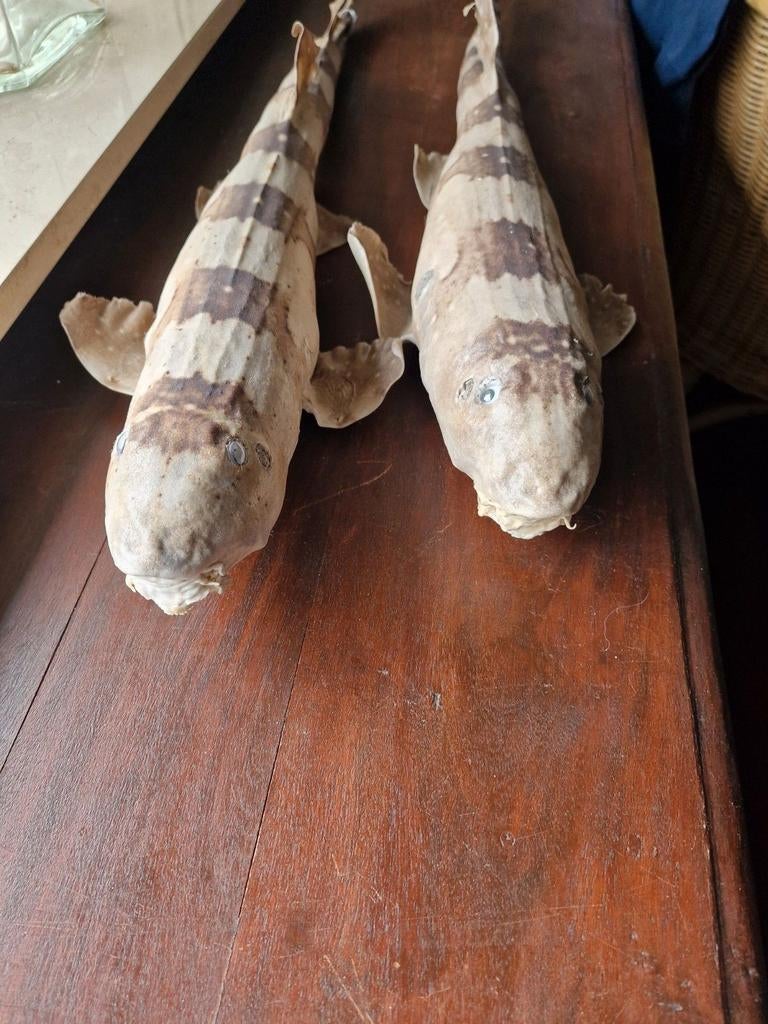 Nog enkele kleine en grotere haaien, Ophalen of Verzenden