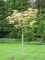Acer pseudplatanus 'Brilliantissimum' Gewone bonte esdoorn, Overige soorten, Vaste plant, Ophalen of Verzenden, Halfschaduw
