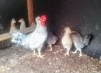 Creamlegbar Haan met 3 Hennen mooi Fokkoppel blauwleggers, Dieren en Toebehoren, Meerdere dieren, Kip