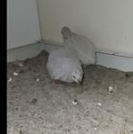 Chinese dwergkwartels 2 hennen, Dieren en Toebehoren, Vogels | Overige Vogels, Vrouwelijk, Tropenvogel