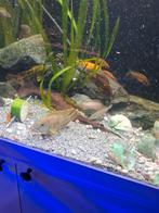 Tanganyika cichliden: Lamprologus Callipterus halfwas., Dieren en Toebehoren, Vis
