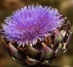 Zaden Artisjok - Cynara scolymus, Verzenden, Voorjaar, Volle zon, Zaad